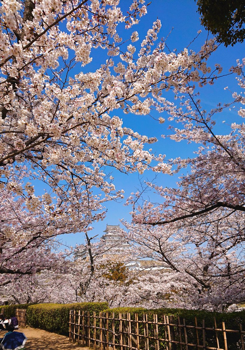insaisissableB's tweet photo. 世界遺産登録30周年の姫路城でお花見🏯🌸✨満開！

桜と同じピンクで映えるぶたたさん🐷

今日～4/9は、西の丸庭園にて夜桜会(ライトアップ✨プロジェクションマッピング等)もありますよ☺️

#姫路城
#世界遺産
#ぶたた https://t.co/4S48YG6n2l