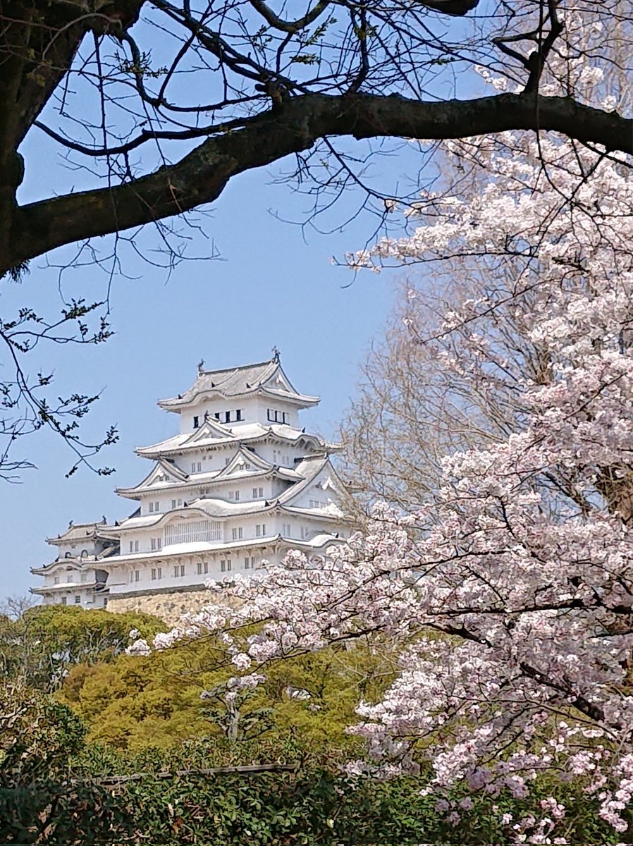 insaisissableB's tweet photo. 世界遺産登録30周年の姫路城でお花見🏯🌸✨満開！

桜と同じピンクで映えるぶたたさん🐷

今日～4/9は、西の丸庭園にて夜桜会(ライトアップ✨プロジェクションマッピング等)もありますよ☺️

#姫路城
#世界遺産
#ぶたた https://t.co/4S48YG6n2l