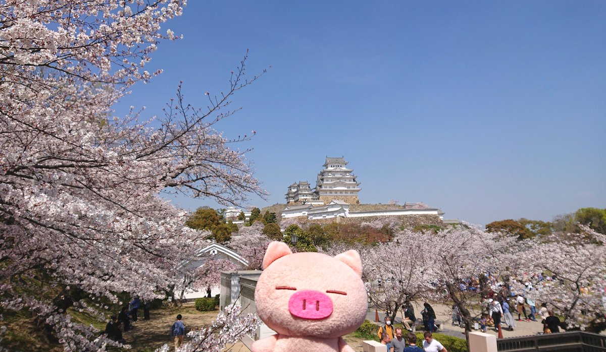 insaisissableB's tweet photo. 世界遺産登録30周年の姫路城でお花見🏯🌸✨満開！

桜と同じピンクで映えるぶたたさん🐷

今日～4/9は、西の丸庭園にて夜桜会(ライトアップ✨プロジェクションマッピング等)もありますよ☺️

#姫路城
#世界遺産
#ぶたた https://t.co/4S48YG6n2l