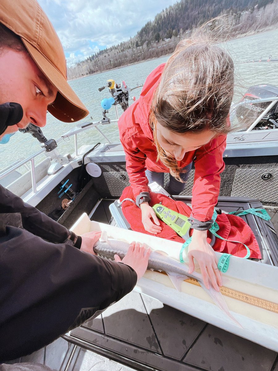 Successful <a href="/GuidesAssoc/">Fraser Valley Angling Guides Association</a> Stewardship day funded by <a href="/HCTFBC/">Habitat Conservation Trust Foundation</a> these University students were pumped! 

#HCTF #FVAGA #Conservation