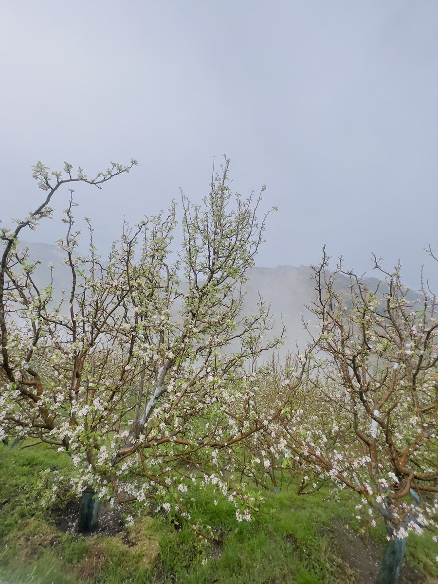 Apple Blossom 🌸 🍎🍎
.
.
.
.

#Hometown #kotkhai 🏡