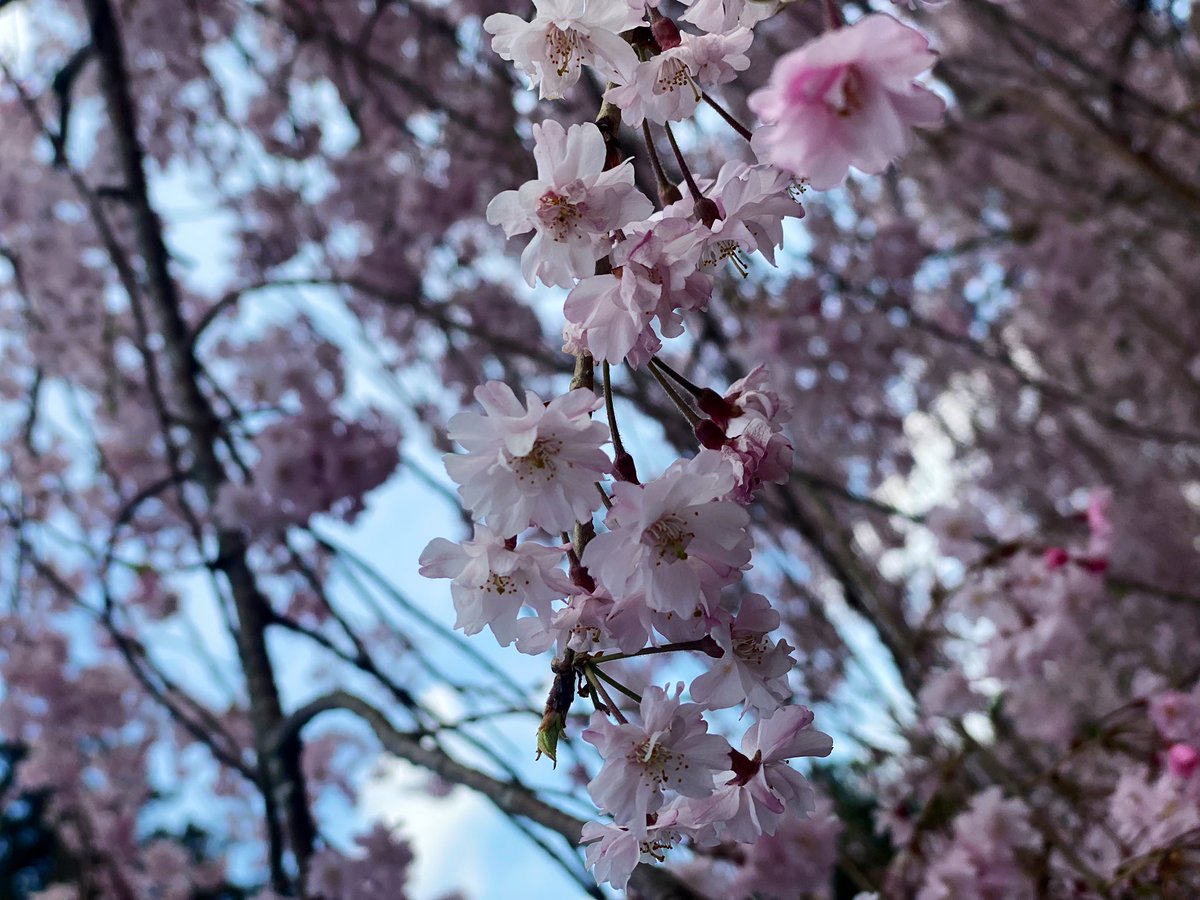 「神社さんでご祈祷してもらった帰りに見た桜が綺麗だった 」|古鳥ぴよ🐣🐥🐥🎍のイラスト