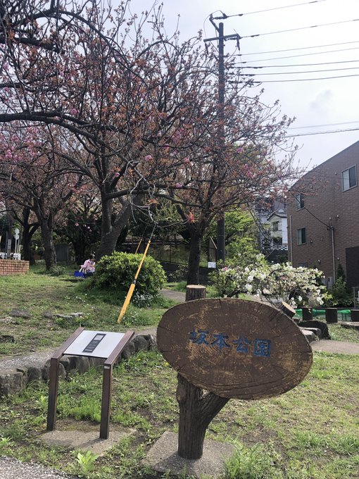 #横須賀 #たまゆら #tamayura #坂本 坂本公園の桜ぴょんぴょんの場所の八重桜はもうら1〜2週間後が満開かな坂