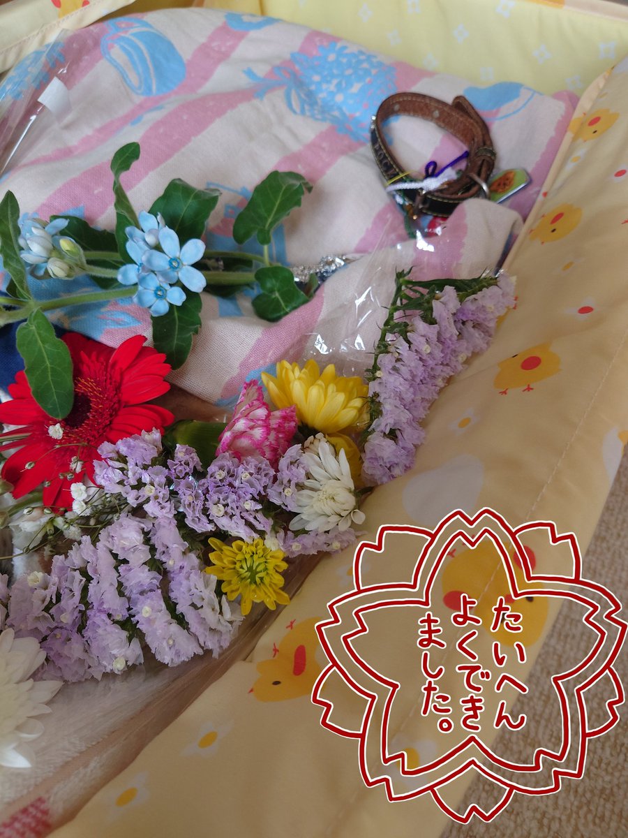 pocky0119's tweet photo. この度 #秘密結社老犬倶楽部天国支部 へ転勤となりました。
昨日22:45頃、穏やかに出掛けて行きました🌈
18年と2ヶ月14日ありがとう💕
4/3 17:30に虹の橋に向かいます。
犬友達が居ないポッキーですが、虹組飛行隊の皆様どうぞ宜しくお願いいたします。

#虹組飛行隊
#秘密結社老犬倶楽部 https://t.co/jvBMF6wDCI