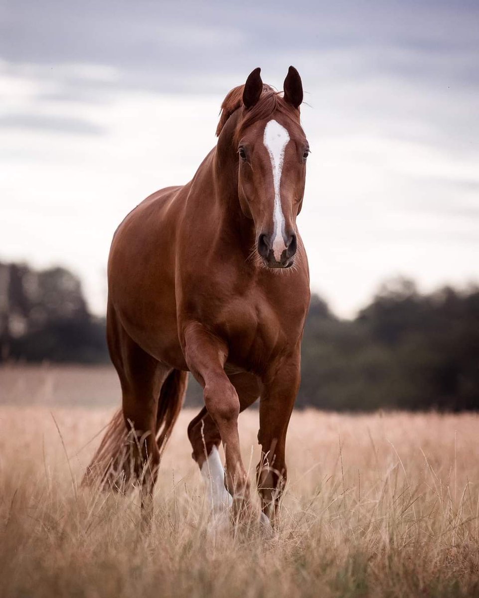 Gorgeous Horse ❤❤
By 📸 Claudia Rahlmeier - Tierfotografie Bayern⁣