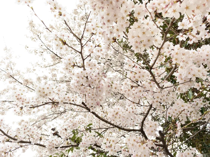 なんの変哲もない静かな団地の一角。いつも通るただの道がこの季節だけ「春の場」に変わる。満開の下に差し掛かるとどうしても立ち止まって、ため息をついて、じっと見上げてしまう。無言で人を吸い寄せる、桜の不思議 