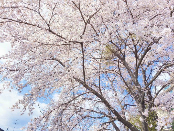 なんの変哲もない静かな団地の一角。いつも通るただの道がこの季節だけ「春の場」に変わる。満開の下に差し掛かるとどうしても立ち止まって、ため息をついて、じっと見上げてしまう。無言で人を吸い寄せる、桜の不思議 