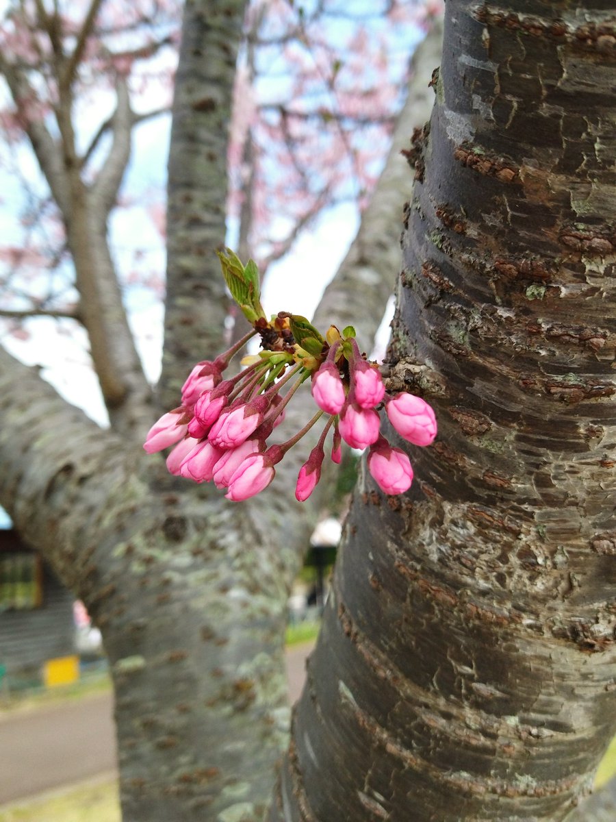 seek_Quilling's tweet photo. @kazuaki7538 実家に帰省中。
大きな公園なの。
桜は7分咲きくらいかなぁ。
乗り物は外周1km位あるのを1台100円で2周できるの。 https://t.co/teRS47SRng