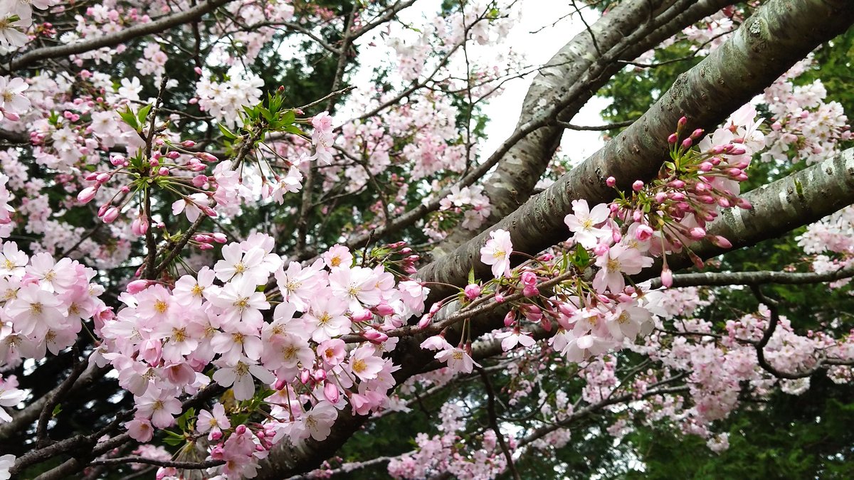 seek_Quilling's tweet photo. @kazuaki7538 実家に帰省中。
大きな公園なの。
桜は7分咲きくらいかなぁ。
乗り物は外周1km位あるのを1台100円で2周できるの。 https://t.co/teRS47SRng
