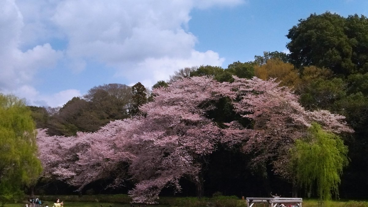 seek_Quilling's tweet photo. @kazuaki7538 実家に帰省中。
大きな公園なの。
桜は7分咲きくらいかなぁ。
乗り物は外周1km位あるのを1台100円で2周できるの。 https://t.co/teRS47SRng