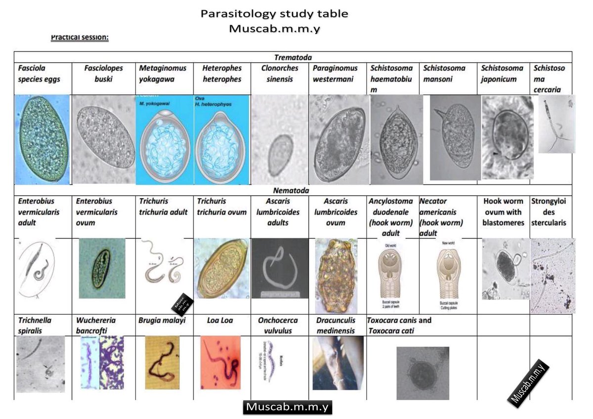 annyeongdoc's tweet image. 🔬PARASITOLOGY STUDY TABLE🔬

Credits: Md Azizul Haque