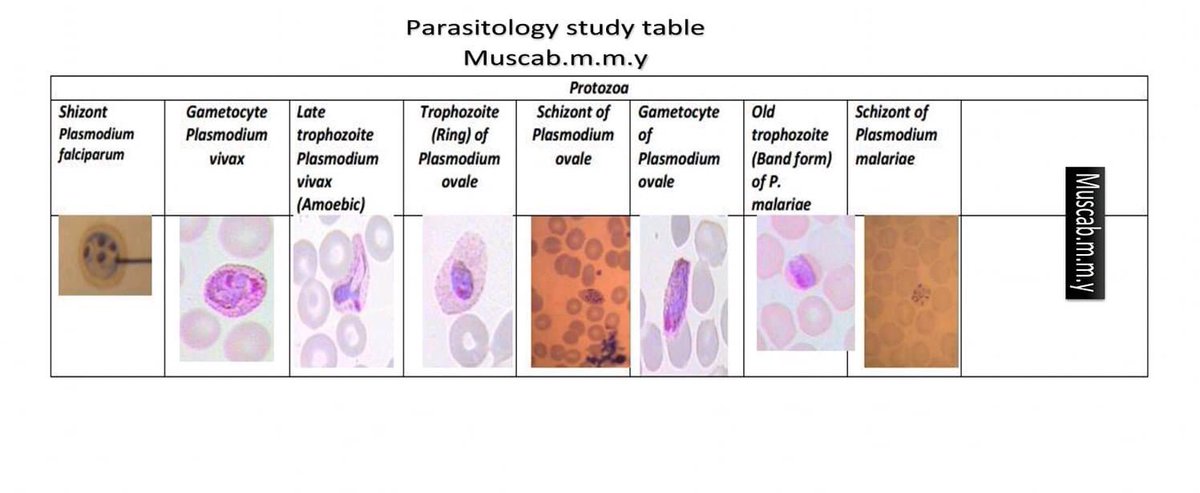 annyeongdoc's tweet image. 🔬PARASITOLOGY STUDY TABLE🔬

Credits: Md Azizul Haque