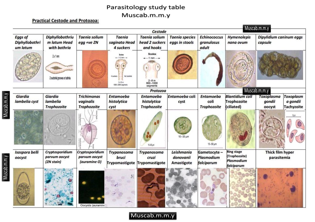 annyeongdoc's tweet image. 🔬PARASITOLOGY STUDY TABLE🔬

Credits: Md Azizul Haque