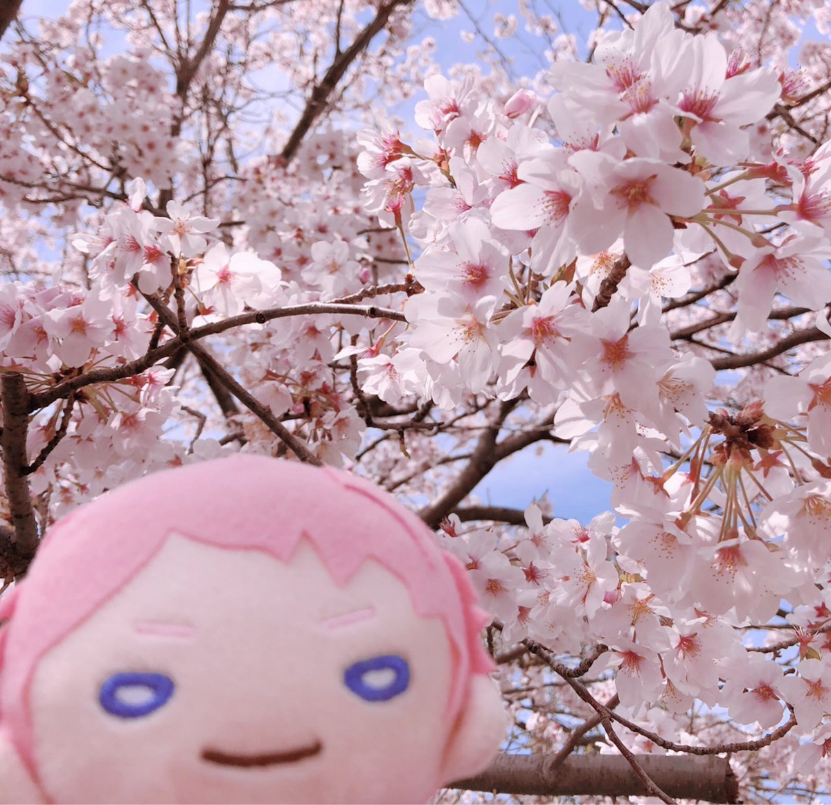 megurine luka cherry blossoms no humans blue eyes sky outdoors pink hair flower  illustration images