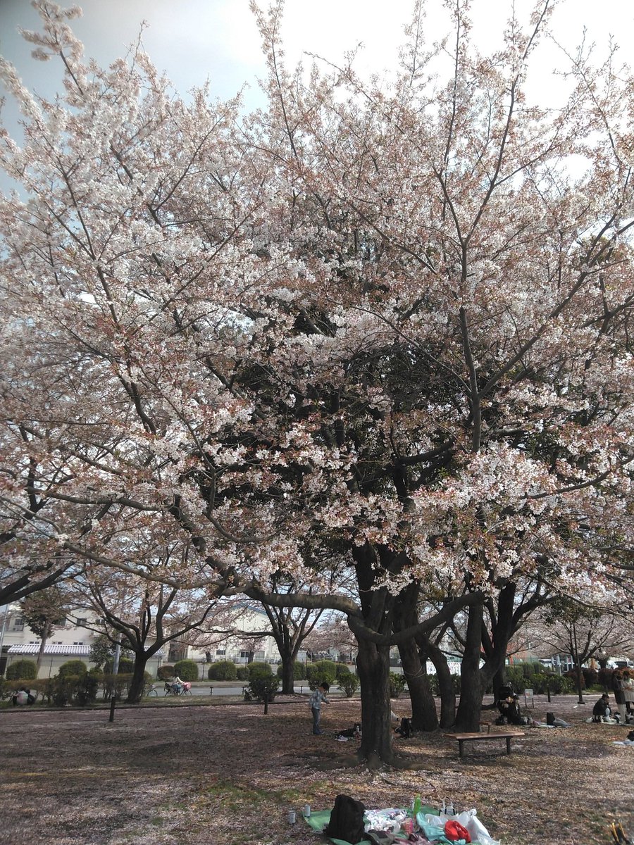 弁当食べながら公園で花見です😁

紫外線対策にキュレルの日焼け止め塗ってます。