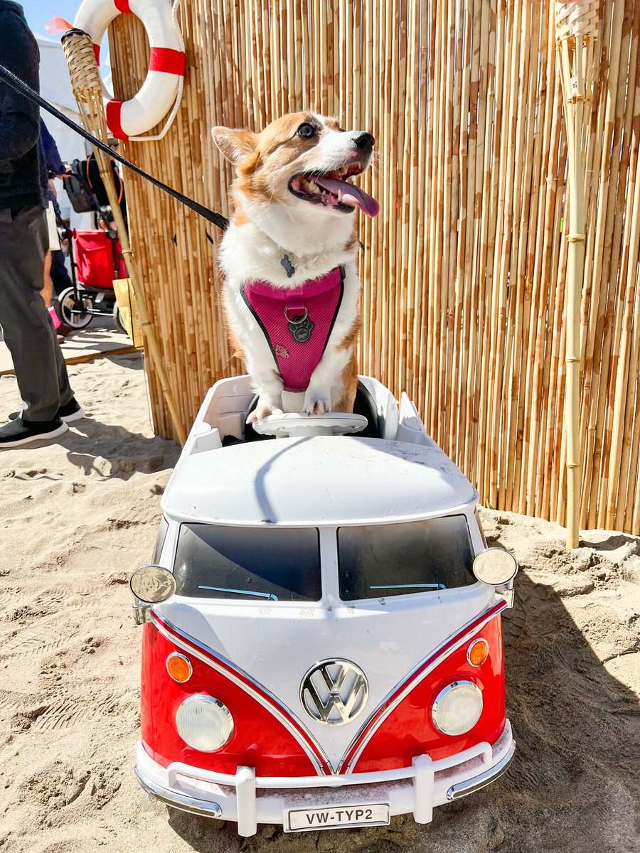 wasabiiroll's tweet photo. Took Pixel and Glitch to their first SoCal Corgi Beach Day ❤️ https://t.co/UMinhF5ljl