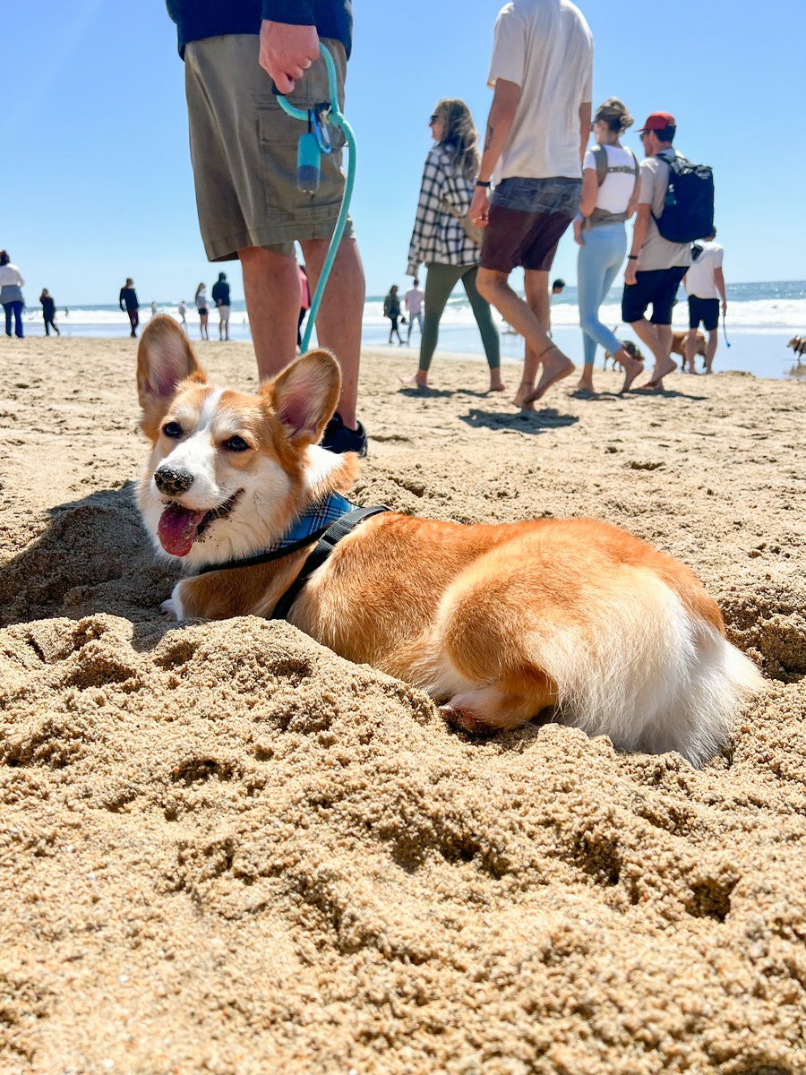 wasabiiroll's tweet photo. Took Pixel and Glitch to their first SoCal Corgi Beach Day ❤️ https://t.co/UMinhF5ljl