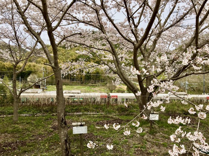 ぽって桜の真下は一般のお花見の方に先を越されたたまゆらーさん達が遠巻きに見てる状況w 