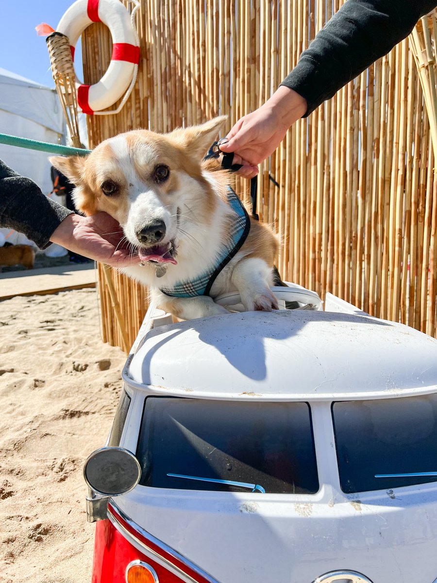 wasabiiroll's tweet photo. Glitch didn’t enjoy being in the van LOL https://t.co/Jmgg3YXvoU