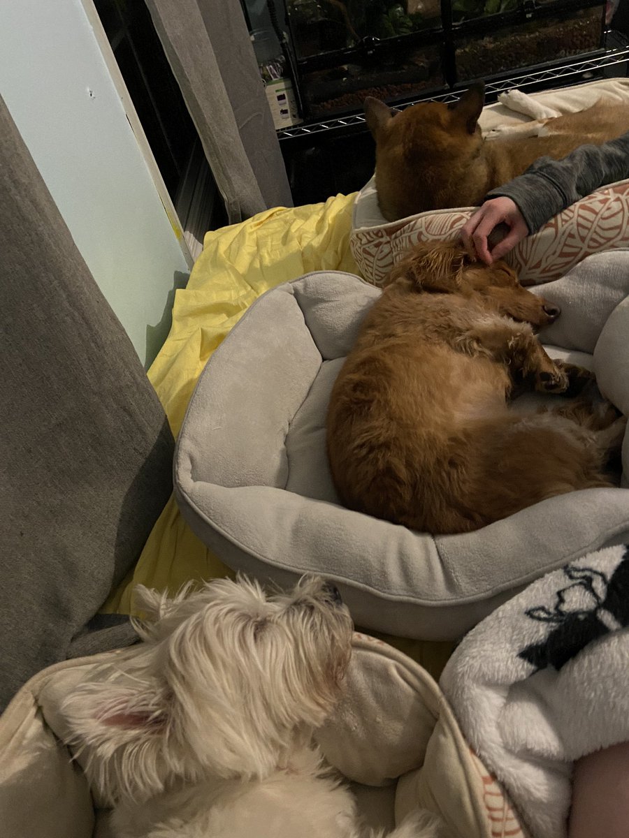 lolitsjuliav's tweet photo. @itsem_ilyy No dogs in bed?? Girl if u ever own one, one day I swear that’s gonna change real fast lol my babies love having their bed on my bed but maybe I’m crazy too that’s also valid 😂 https://t.co/7GsH2vWKLa