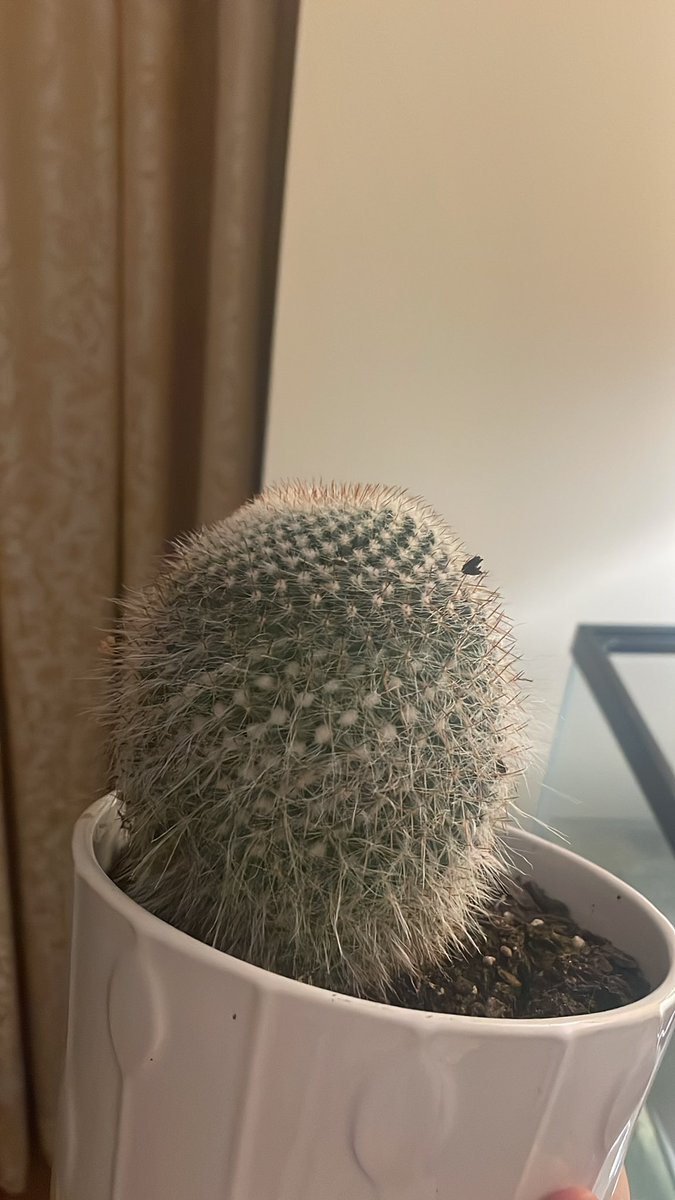 davidkanacademy's tweet photo. the cactus in question https://t.co/mMMU8xwVat