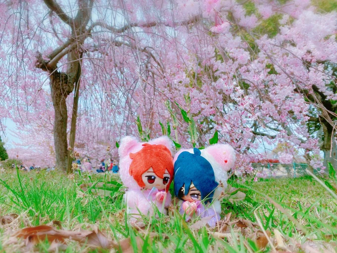お花見だ 