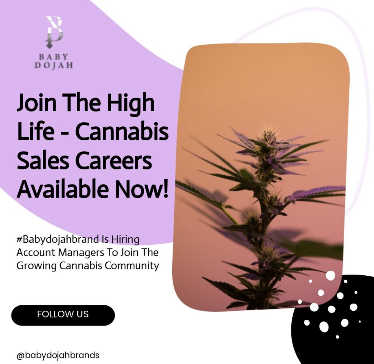 The Baby Dojah brand is looking for talented account managers to join our team
#nowhiring 
#babydojah #babydojahbrands #babydojahbrand #buyfromwomen #womenowned #womenincannabis