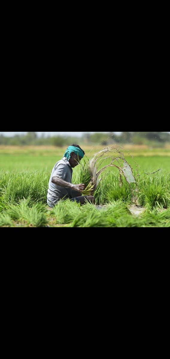 PahlwanRid91's tweet photo. "Farmers in Haryana are facing yet another crisis due to the rain wreaking havoc on their crops. We need to stand in solidarity with them and demand better support from the government. #WeatherAgricultureFarmers #WeatherCrisis" https://t.co/xBnr9vT2OK
