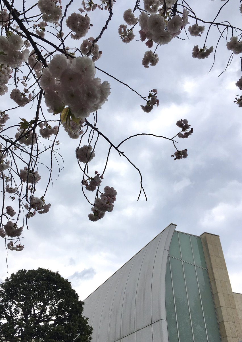 江戸絵画お絵かき教室、前期B期間は素敵なみなさまとツアーで鑑賞。同じ絵を何度みても発見があるのはうれしいことだな。みたかった蘆雪の黄初平が出ていてよろこんだ。美術館前の八重桜がきれいでしたが写真ぜんぶ逆光… 