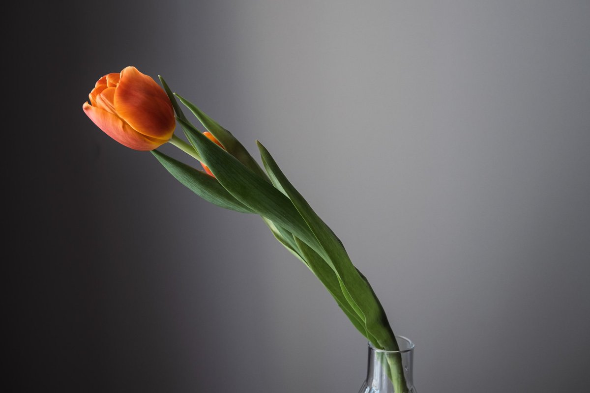 Diannesimages's tweet photo. Still life photography 
#StillLife #tulips #fujifilm_xseries #photograghy #still_life_perfection #stilllife_perfection #FUJIFILM #womenphotographers https://t.co/y6EkrI2XD5