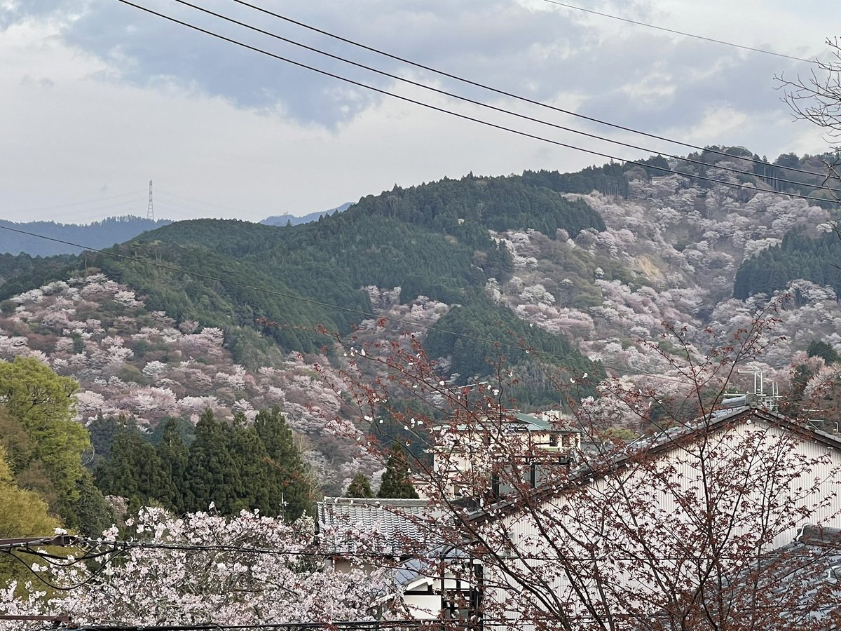 ma_ko_masako's tweet photo. 吉野山🌸中千本と上千本エリアが見頃。
山一面がピンクに染まる風景は圧巻の美しさで、他ではなかなか見れない絶景。
めちゃ歩くし、混雑してるけど必ずは訪れて欲しい日本の桜スポット🌸 https://t.co/Z4nEE9Mxwy
