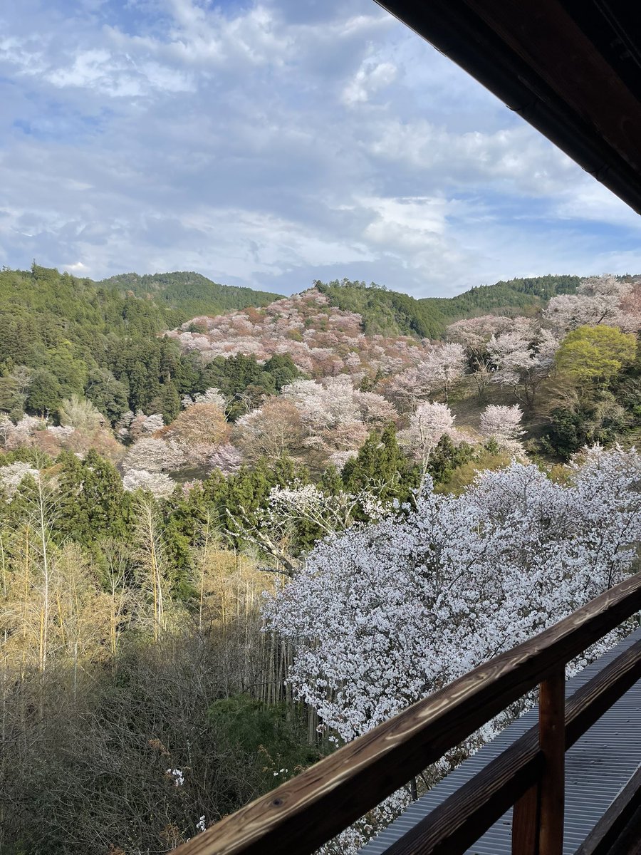 ma_ko_masako's tweet photo. 吉野山🌸中千本と上千本エリアが見頃。
山一面がピンクに染まる風景は圧巻の美しさで、他ではなかなか見れない絶景。
めちゃ歩くし、混雑してるけど必ずは訪れて欲しい日本の桜スポット🌸 https://t.co/Z4nEE9Mxwy