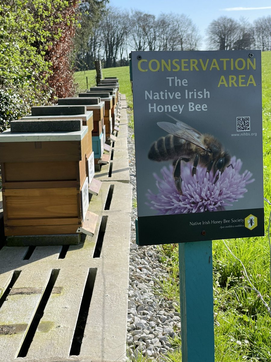 BlackwaterH0ney's tweet photo. Wishing you all a Bee-utifil weekend.
#bees #irishbeekeeping #nativehoneybee #beekeeping #blackwaterhoney https://t.co/NsQ5eZeF56