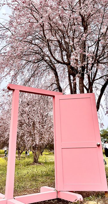 亀岡八幡宮の桜祭り🌸なんと、どこでもドア🚪がドラえもん来るかなぁ😆👍#亀岡八幡宮#どこでもドア#桜祭り🌸 