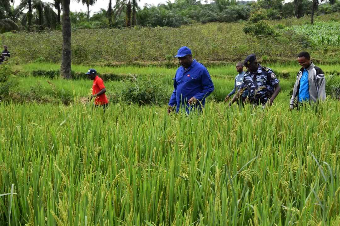 Le Président de la République <a href="/GeneralNeva/">SE Evariste Ndayishimiye</a> a visité ses champs rizicoles sur la colline #Gifurwe en zone #Musenyi commune #Mpanda de  @BubanzaProvince