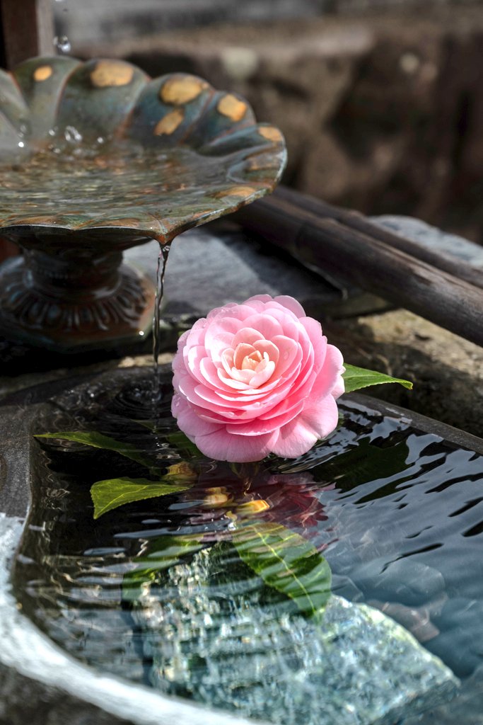 Pfrog6's tweet photo. 天気が良いと 桜撮るの難しい。
浄土寺 歓喜院にて。
#浄土寺  #歓喜院  #小野市
 #写真好きな人と繫がりたい https://t.co/ANxkGqcLd8