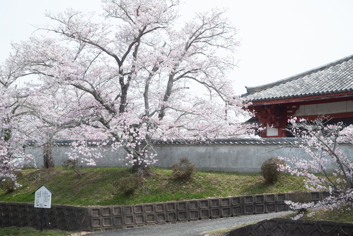 Pfrog6's tweet photo. 天気が良いと 桜撮るの難しい。
浄土寺 歓喜院にて。
#浄土寺  #歓喜院  #小野市
 #写真好きな人と繫がりたい https://t.co/ANxkGqcLd8