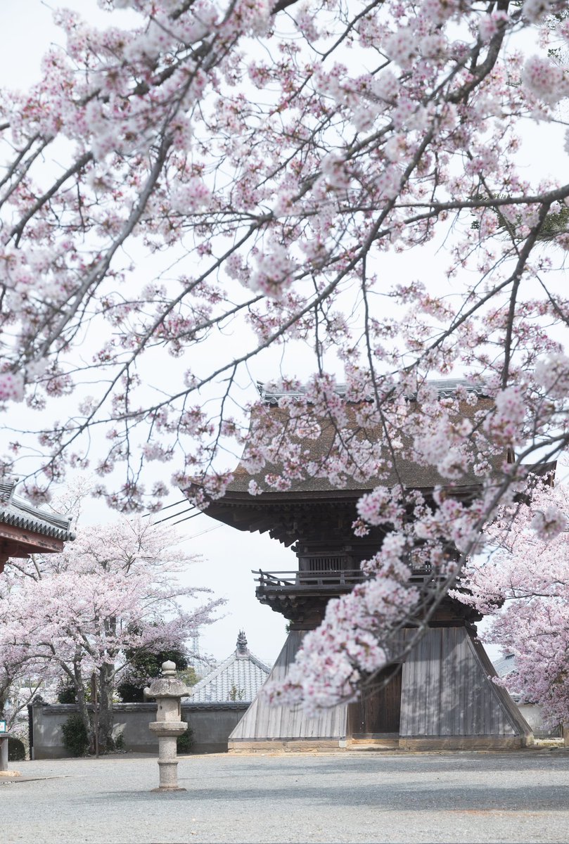 Pfrog6's tweet photo. 天気が良いと 桜撮るの難しい。
浄土寺 歓喜院にて。
#浄土寺  #歓喜院  #小野市
 #写真好きな人と繫がりたい https://t.co/ANxkGqcLd8