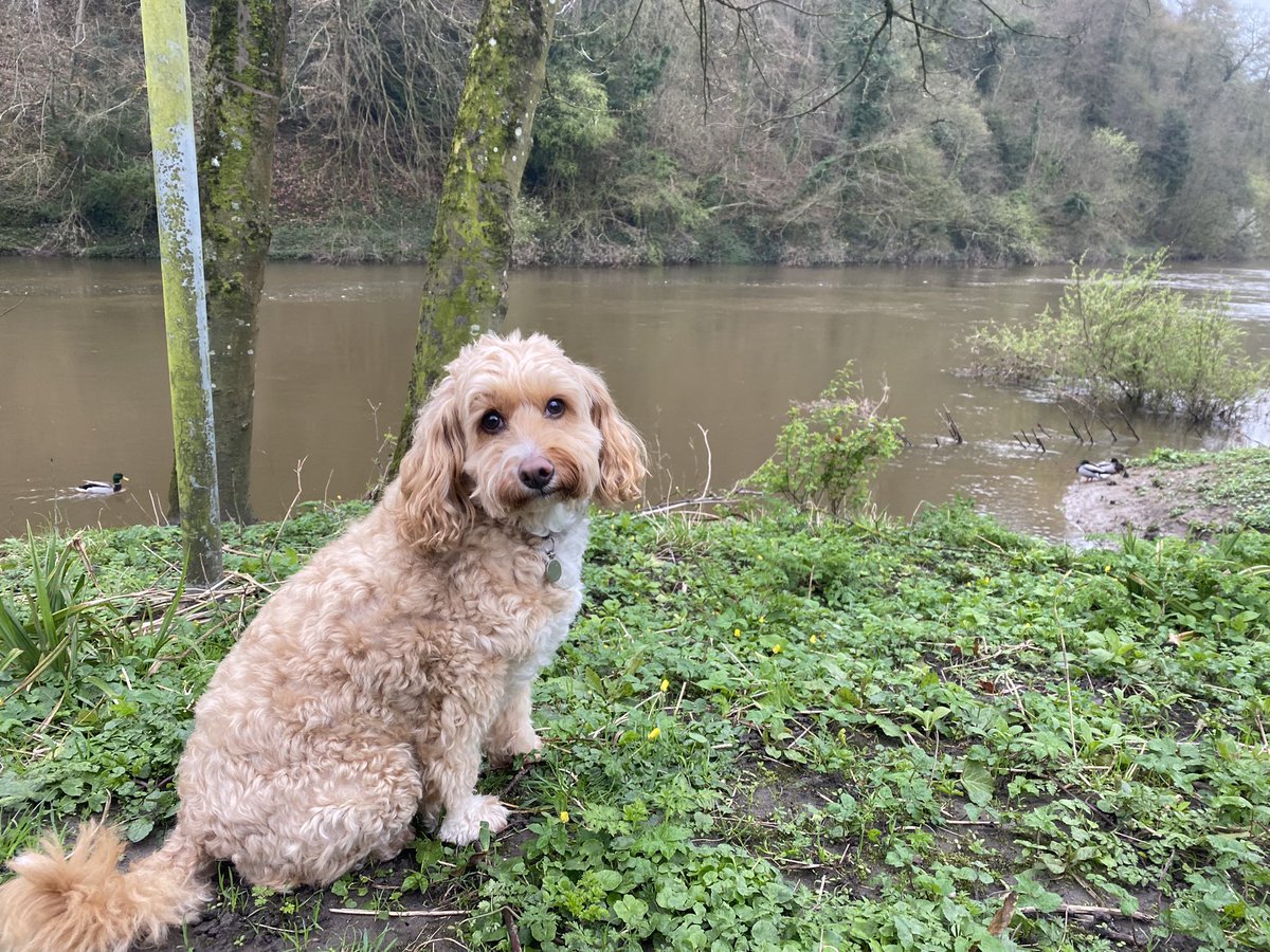 IronbridgeAAC's tweet photo. Morning! It’s a bit drizzly this morning but we managed a quick stroll round #daleendpark before work. Have a great day 😊 #morningroutine #ironbridgealfie #dogsofinstagram #nature #duckpic #dogoodthings #bekind #cutedogalert https://t.co/oFMezW76X1