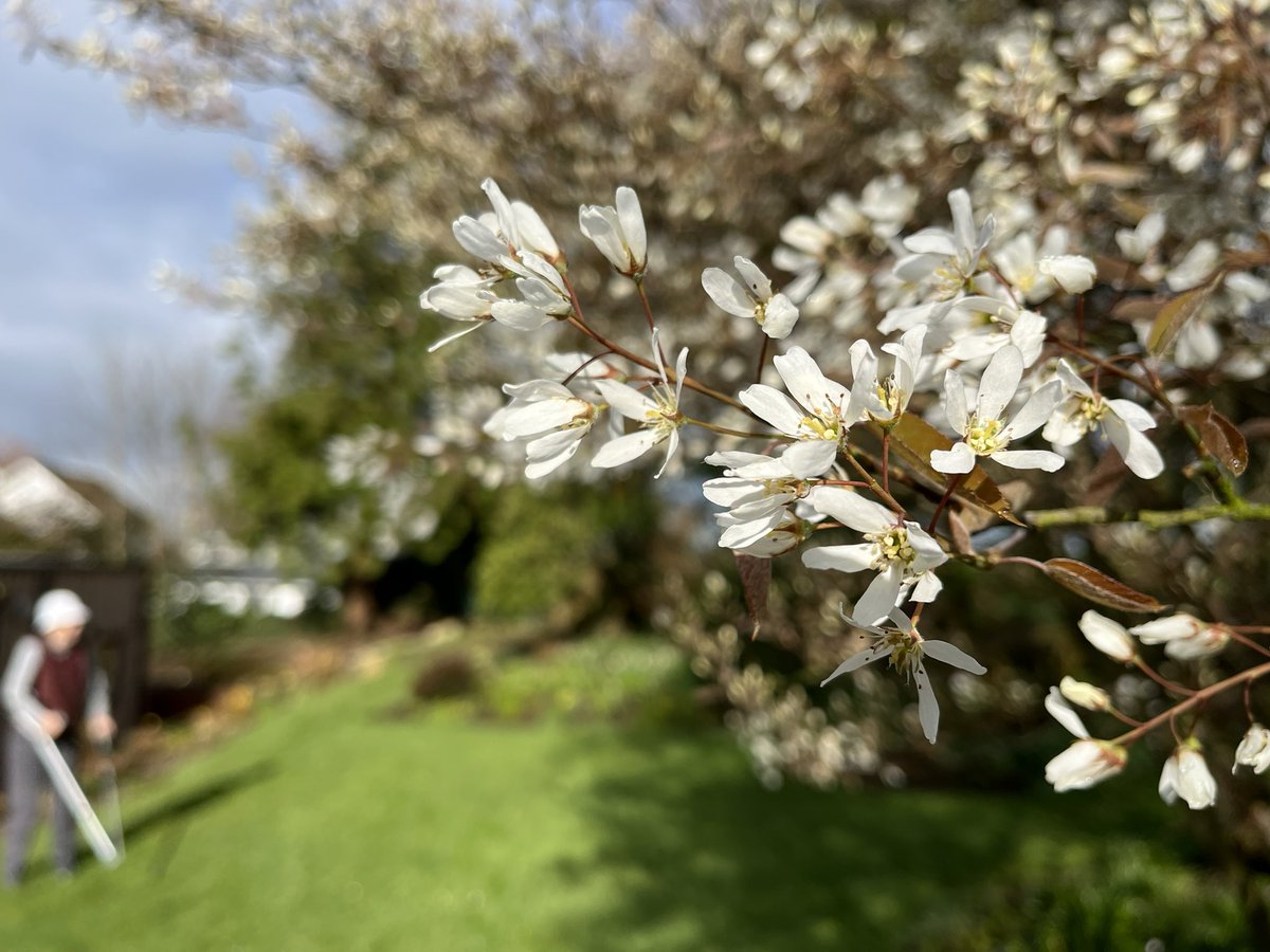 jmooney501's tweet photo. It’s a beautiful morning amidst the woodland beds…the queen of which is this gorgeous and mildly scented Spiraea #gardeningtwitter #GardeningInspiration #gardeninglife https://t.co/KtUUQfkmhn