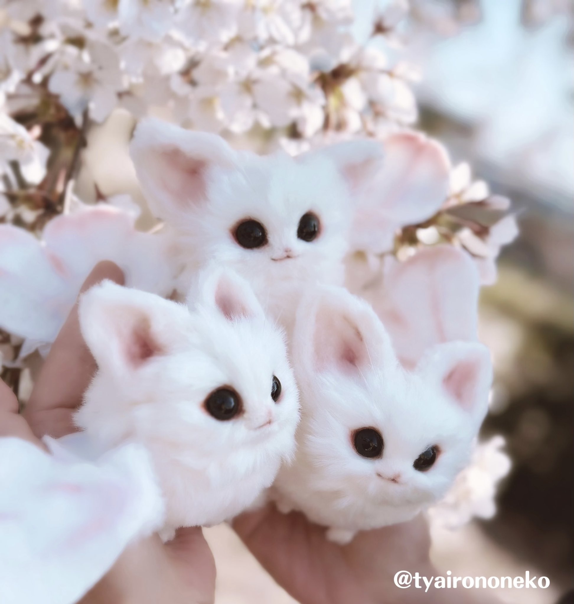 まめこの仔 桜こうもりのぬいぐるみ 剥げ まめこの仔 桜こうもりのぬいぐるみ 剥げ