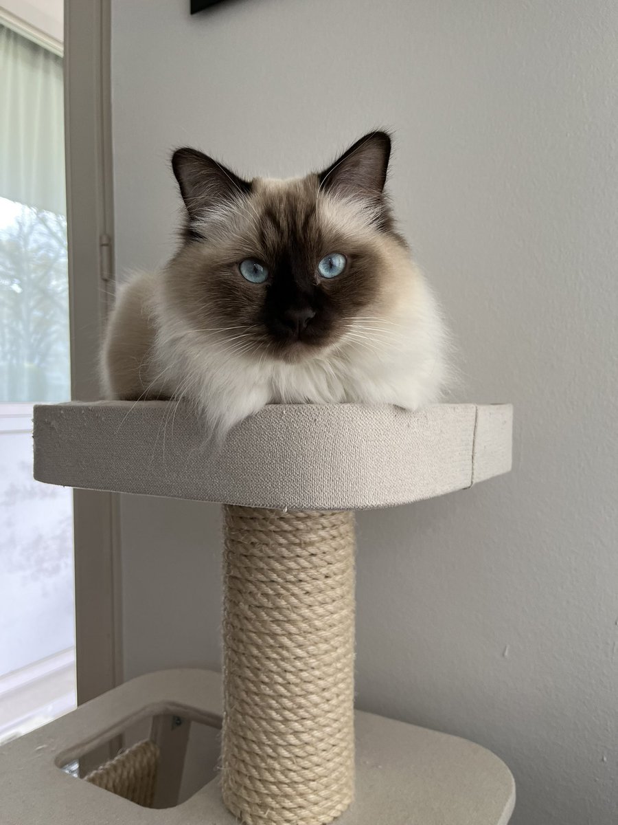 I’ve barely left the sofa the past few days thanks to something I caught, while this one alternates between staring at me and trying to attack my feet under the blanket. 🤦‍♀️