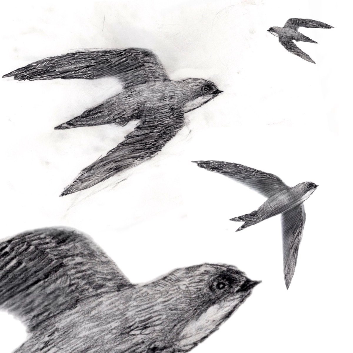 Swifts!❤️by Benji age 9
‘I drew this for the #swifts, please sign #TheFeatherSpeech petition with @WriterHannahBT to help these incredible #birds!’ They need 25k more signatures this April to get their voices heard!🙏 petition.parliament.uk/petitions/6267… @CarlBovisNature @Natures_Voice @_BTO