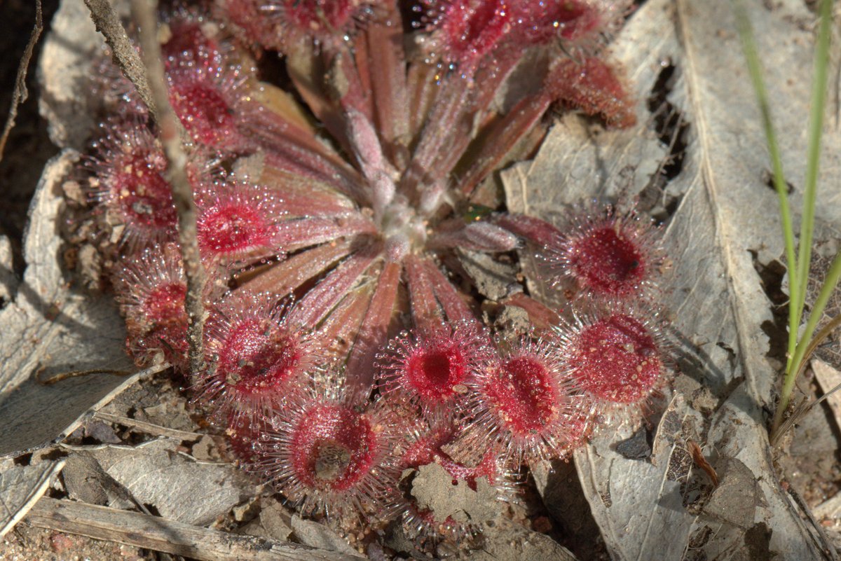 I finally chanced upon a flowering #Drosera brevicornis, and it lived up to its etymology - brevicornis means small horns, in ref to the horn-like extension past the anthers. At Palmerston, NT. #ozplants #carnivorousplants