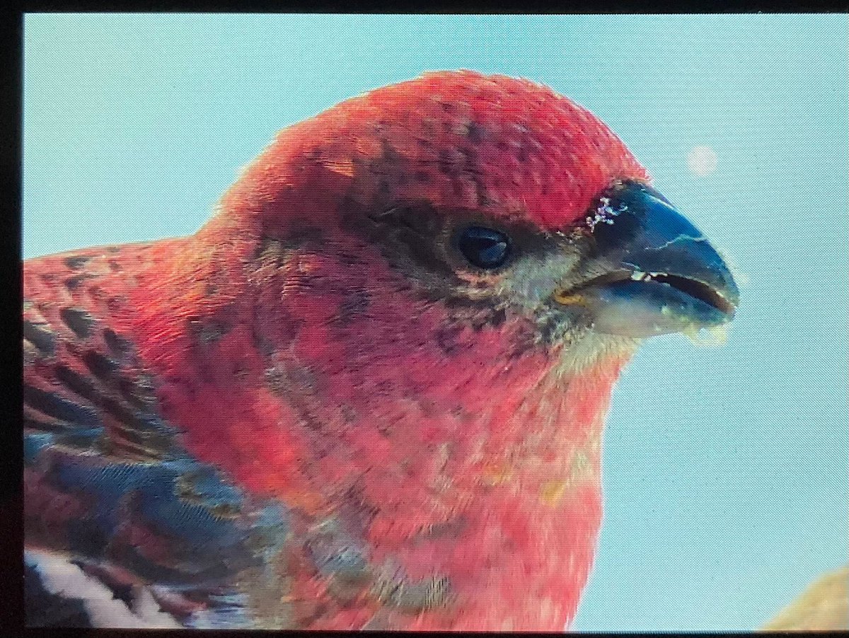 Fantastic start to our Arctic Finland & Norway adventure! Pine Grosbeaks galore, Siberian Jays & Tits, Willow Grouse, stunning weather! And it’s only midday. BOC shots with bridge camera! #Finland #birdwatching #birdphotography #BirdsOfTwitter #birdtour #birding