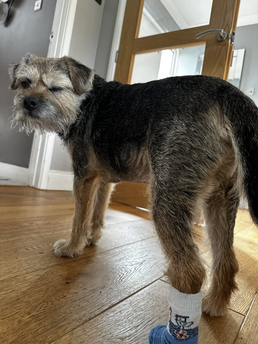 Lord Scrappy Nelson tweet media