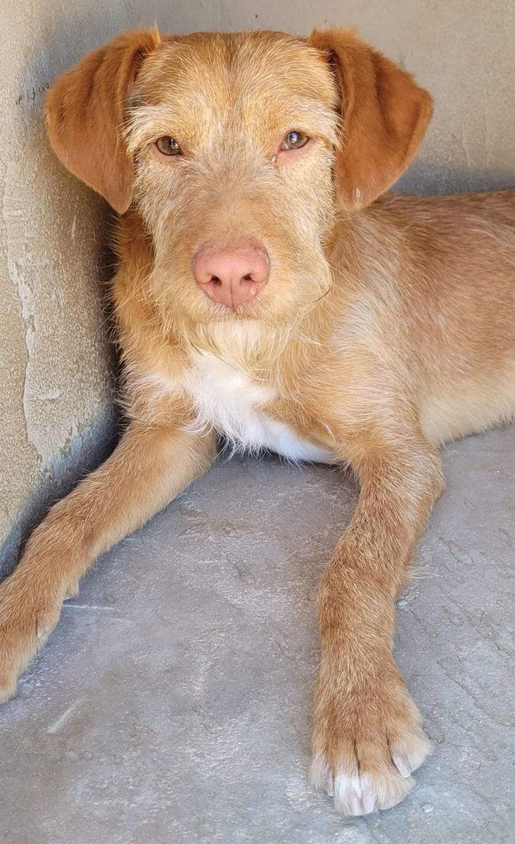 BAMBÚ EN ADOPCIÓN
Bambú es un precioso cachorro mestizo de podenco de 8 meses aproximadamente, es muy cariñoso y simpático
Si deseas recibir información sobre el proceso de adopción, escribe privado
Adopciones responsables
Por favor comparte, ayuda a Bambú encontrar una familia