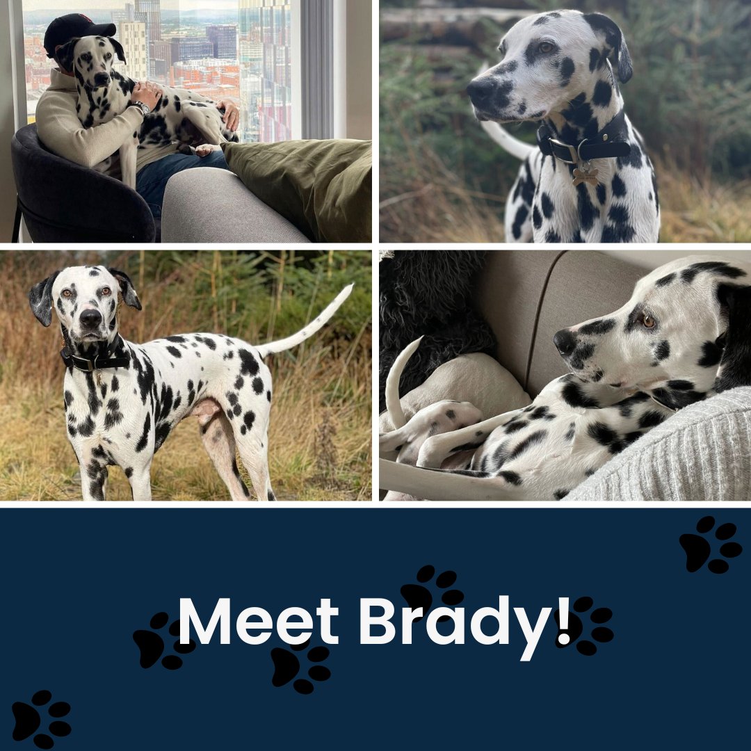 Happy National Pet Month! 🐾

Over the next month, we'll be showcasing some of our amazing employees' furry friends. To kick things off, we have our CEO Tim's lovable Dalmatian, Brady!

#NationalPetMonth #FurryFriends #DalmatianLove #Dog #Pet