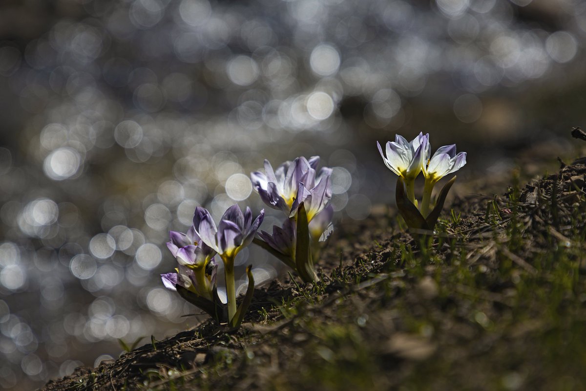 Gm, 
Have a beautiful spring weekend.

Crocus is available on #tezos.
Just for 4 #xtz / 15 editions.
 Enjoy the beauties of nature.
#tezosart

objkt.com/asset/KT1DH9Jt…