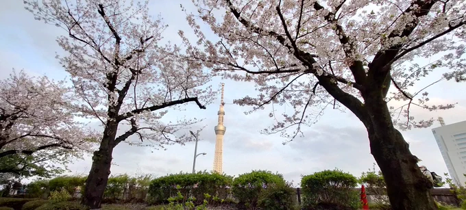 映画見てヌン茶して桜見て酒飲んだいい日だった 